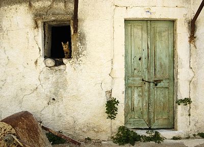 кошки, старый, дома, оконные стекла, двери - оригинальные обои рабочего стола