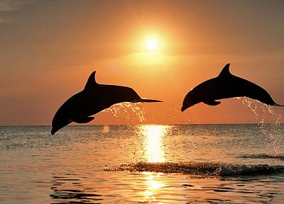 Солнце, силуэты, прыжки, дельфины, море - оригинальные обои рабочего стола