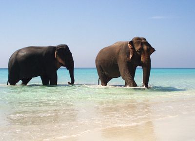 вода, животные, слоны, пляжи - копия обоев рабочего стола