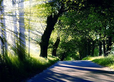 свет, природа, деревья, солнечный свет, дороги - случайные обои для рабочего стола