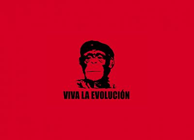 Че Гевара, обезьяны, простой фон - обои на рабочий стол