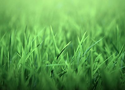 зеленый, природа, трава - оригинальные обои рабочего стола