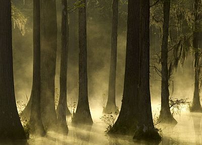 восход, деревья, туман, кипарис, Южная Каролина - обои на рабочий стол