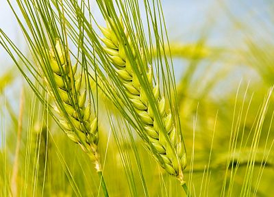 зеленый, природа, поля, лето, пшеница - обои на рабочий стол