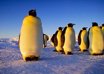 лед, пингвины - копия обоев рабочего стола