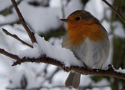 зима, птицы - похожие обои для рабочего стола