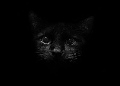 черный цвет, кошки, животные - обои на рабочий стол