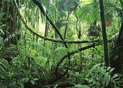 джунгли, леса - обои на рабочий стол