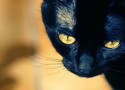 крупный план, Черный кот - случайные обои для рабочего стола