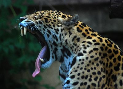 животные, ягуары, зевает - оригинальные обои рабочего стола