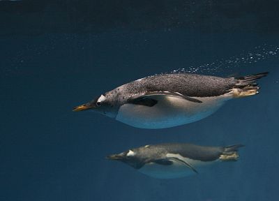 пингвины - обои на рабочий стол