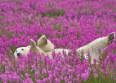 цветы, животные, белые медведи, розовые цветы - похожие обои для рабочего стола