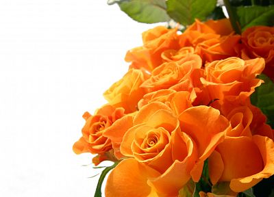 цветы, розы, оранжевые цветы - обои на рабочий стол
