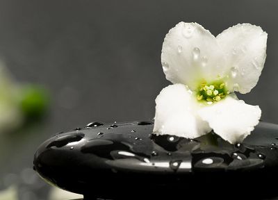 цветы, капли воды, белые цветы - обои на рабочий стол