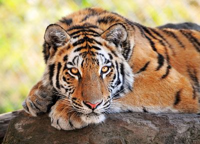 животные, тигры - похожие обои для рабочего стола