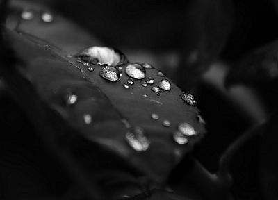 черно-белое изображение, природа, листья, капли воды - копия обоев рабочего стола