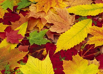 природа, осень, листья, опавшие листья - обои на рабочий стол