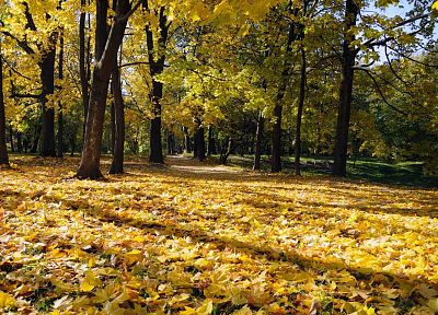 пейзажи, природа, деревья, осень, листья, опавшие листья - оригинальные обои рабочего стола
