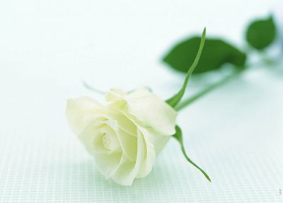 природа, цветы, белые розы, розы, белый фон - обои на рабочий стол