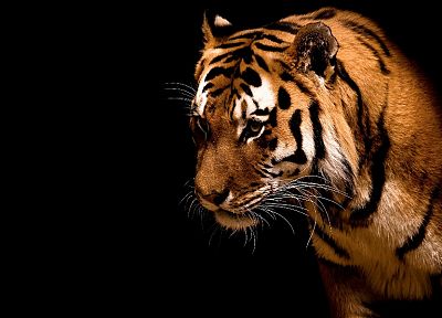 животные, тигры, темный фон - случайные обои для рабочего стола