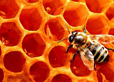 насекомые, соты, пчелы - случайные обои для рабочего стола