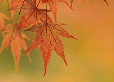 осень, листья - оригинальные обои рабочего стола