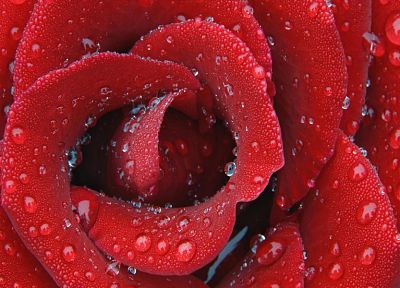 красный цвет, капли воды, розы - случайные обои для рабочего стола