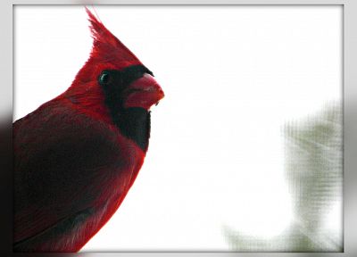 птицы, Северный кардинал - обои на рабочий стол