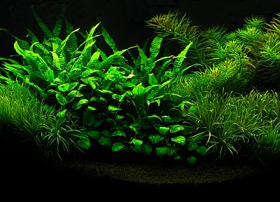 растения, аквариум - оригинальные обои рабочего стола