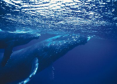 животные, киты, под водой - копия обоев рабочего стола