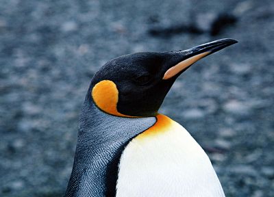 птицы, животные, пингвины - похожие обои для рабочего стола