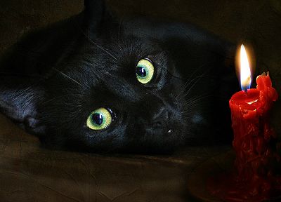 кошки, живописный, свечи - обои на рабочий стол