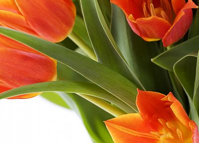цветы, тюльпаны - копия обоев рабочего стола