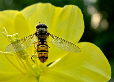 насекомые, летать, макро, желтые цветы - случайные обои для рабочего стола