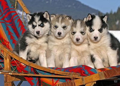животные, щенки, сердиться, Сибирский хаски - оригинальные обои рабочего стола