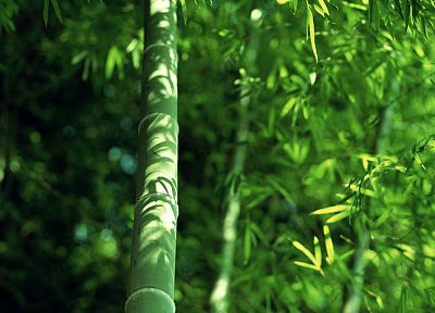 природа, бамбук - оригинальные обои рабочего стола