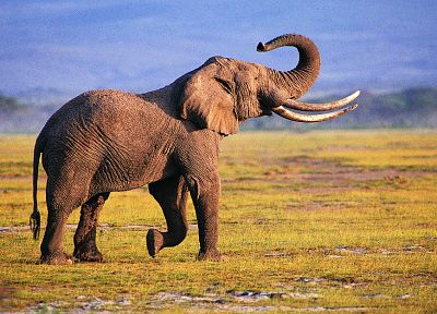живая природа, слоны - случайные обои для рабочего стола