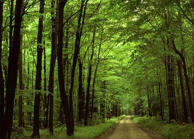 природа, деревья, леса, пути - похожие обои для рабочего стола