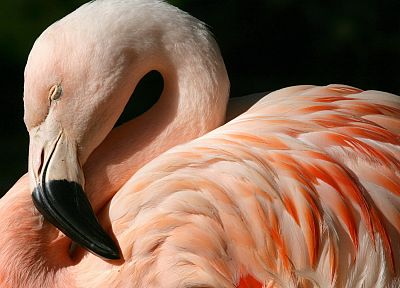 птицы, фламинго - копия обоев рабочего стола