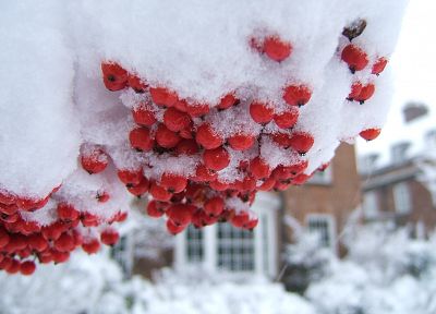 природа, снег, деревья, фрукты, ягоды - обои на рабочий стол