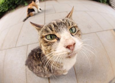 кошки, животные, млекопитающие - случайные обои для рабочего стола