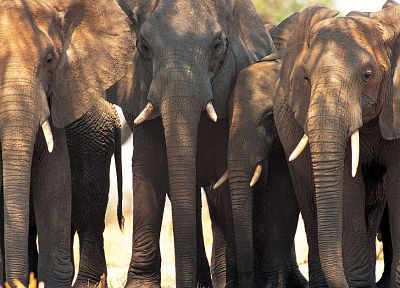 животные, слоны - обои на рабочий стол