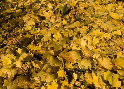 желтый цвет, листья, опавшие листья - оригинальные обои рабочего стола