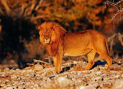 животные, львы - случайные обои для рабочего стола