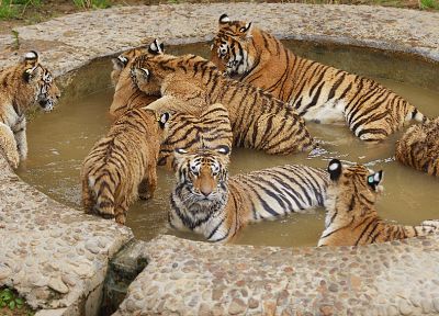 животные, тигры, пруды - случайные обои для рабочего стола
