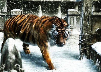 снег, животные, тигры - оригинальные обои рабочего стола