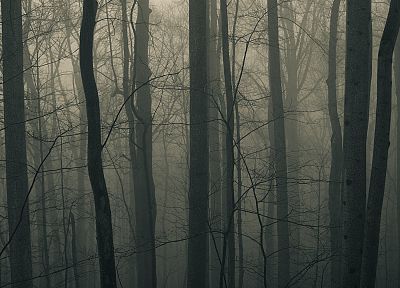 деревья, туман - случайные обои для рабочего стола