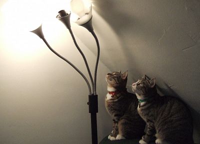 огни, кошки, животные, лампы - обои на рабочий стол