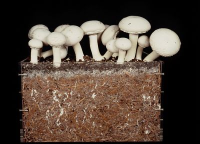 грибы - оригинальные обои рабочего стола