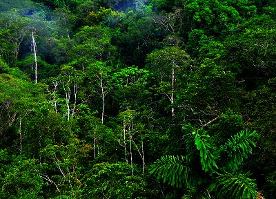 природа, деревья, джунгли, леса - случайные обои для рабочего стола
